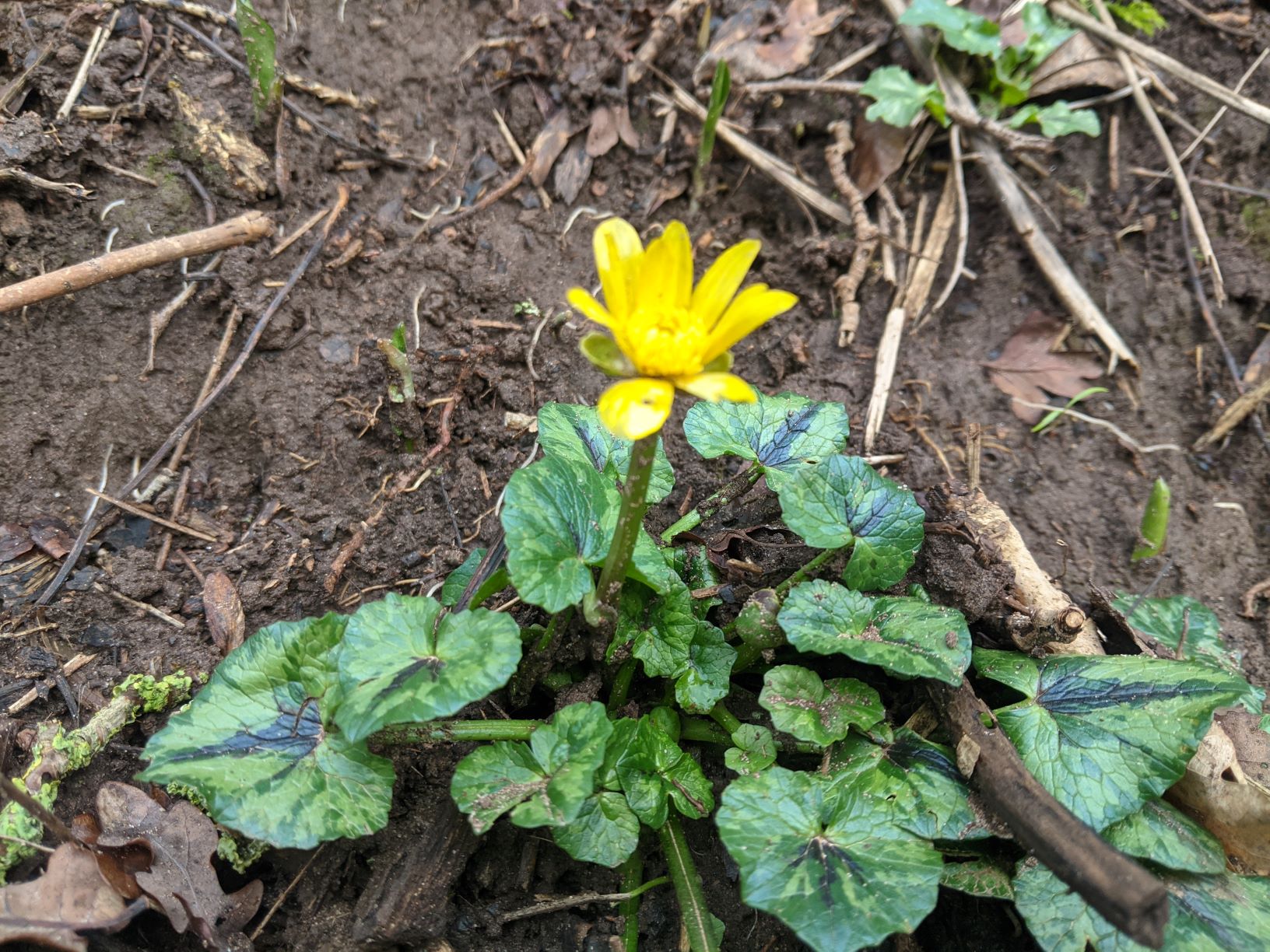 Early celandine in Mill Lane - a sign of spring, January 18th